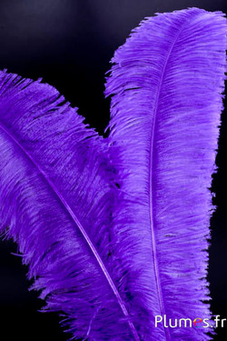 Struisvogel gesneden - 50-60 cm - paars